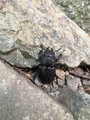 Lucanus tetraodon