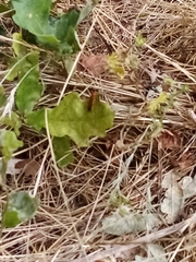 Rhagonycha fulva