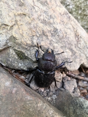 Lucanus tetraodon