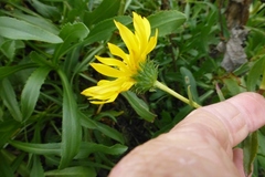 Grindelia stricta angustifolia