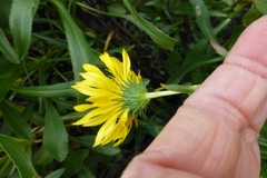 Grindelia stricta angustifolia