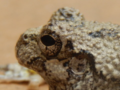 Hyla chrysoscelis