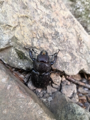 Lucanus tetraodon