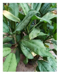 Aglaonema