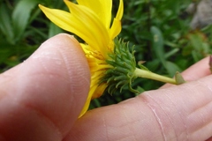 Grindelia stricta angustifolia