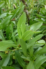 Grindelia stricta angustifolia
