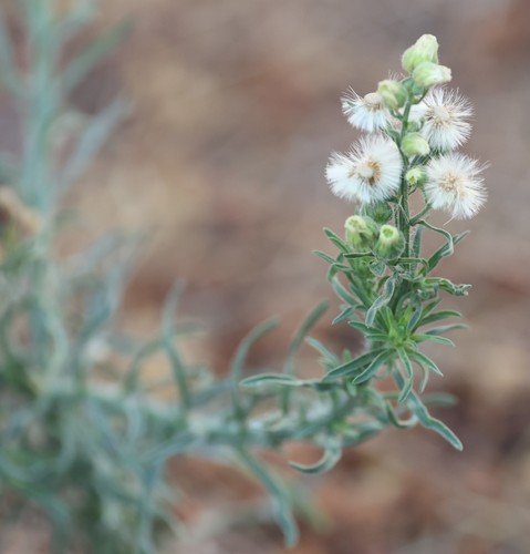 photo of Flax-leaved Horseweed (Erigeron bonariensis)