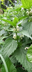 Lamium album