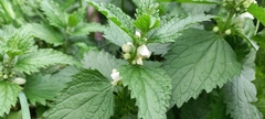 Lamium album