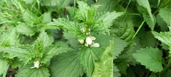 Lamium album