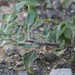 photo of Pitseed Goosefoot (Chenopodium berlandieri)