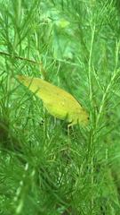 Amblycorypha oblongifolia