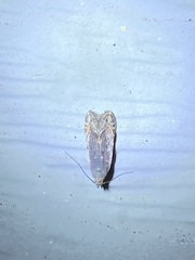 Battaristis concinnusella