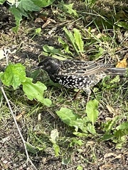 Sturnus vulgaris
