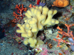 Axinella verrucosa