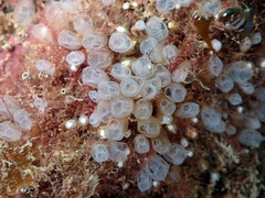 Pycnoclavella atlantica