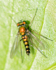 Condylostylus caudatus