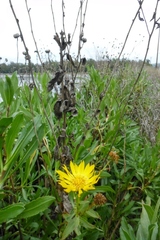 Grindelia stricta angustifolia