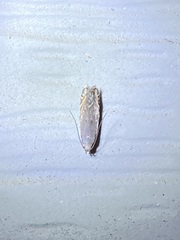 Battaristis concinnusella