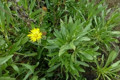 Grindelia stricta angustifolia