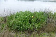 Grindelia stricta angustifolia