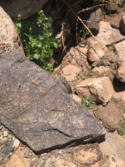 Sceloporus tristichus