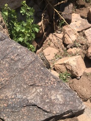 Sceloporus tristichus
