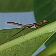 Mantidae