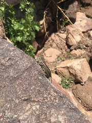 Sceloporus tristichus