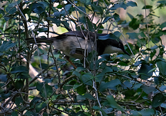 Apalis thoracica claudei