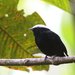 White-crowned Manakin - Photo (c) Carmelo López Abad, some rights reserved (CC BY-NC)