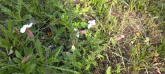 Silene latifolia