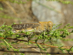 Calliptamus barbarus