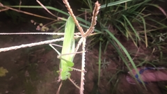 Hexacentrus yunnaneus