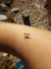 Belonochilus numenius