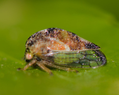 Cyrtolobus tuberosus