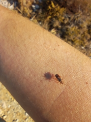 Belonochilus numenius