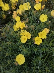 Calylophus