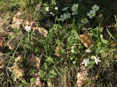 Isopyrum thalictroides
