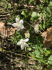 Isopyrum thalictroides