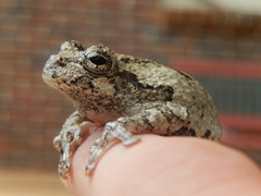 Hyla chrysoscelis