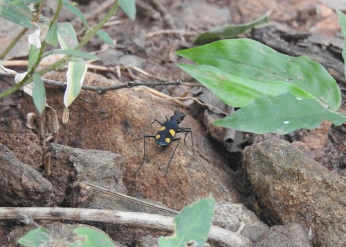 Bicoloured Tiger Beetle