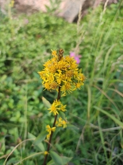 Solidago virgaurea lapponica