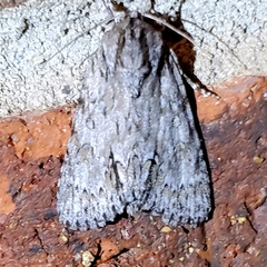 Acronicta longa