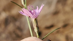 Stephanomeria tenuifolia