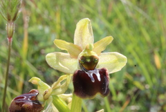 Ophrys sphegodes