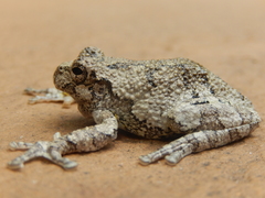 Hyla chrysoscelis