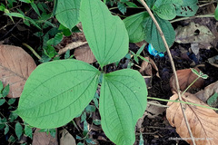 Dioscorea hispida