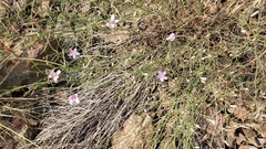 Stephanomeria tenuifolia