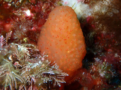 Pseudodistoma cyrnusense